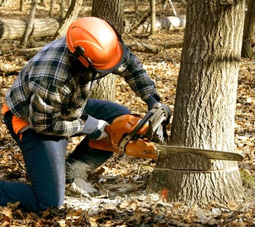 Tree Removal in Laverne, OK